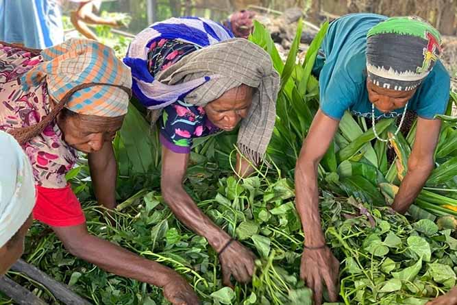 Di Paniai, Pemda belanja pangan lokal dan kembali dibagikan ke masyarakat