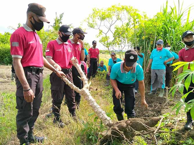 Jaga Ketahanan Pangan, Polsek Muara Tami Berkebun Jagung dan Ubi-Ubian