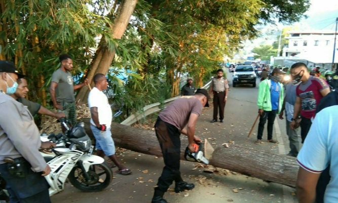 Polisi Bersama Warga Bersihkan Pohon Tumbang di Jalan Buper Waena