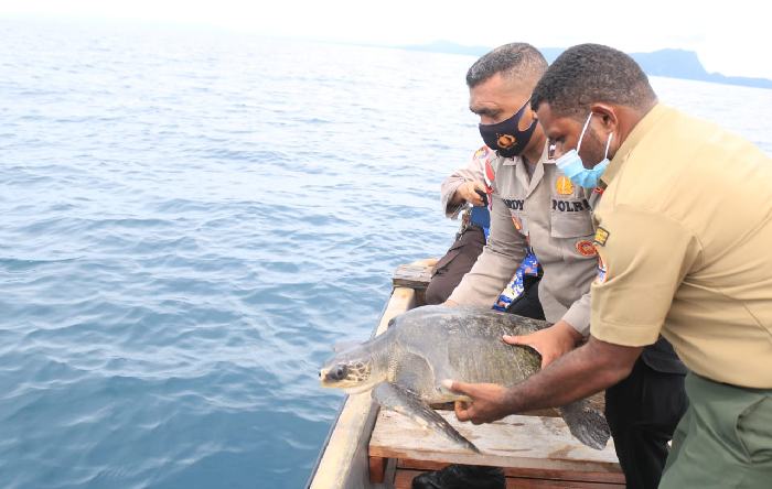 Polisi Gagalkan Jual Beli Penyu Hijau Di Pelelangan Ikan Hamadi