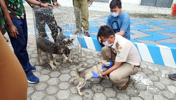 6 Pelaku Penyelundup Miras dan Anjing Ras Ditangkap, 2 Warga PNG
