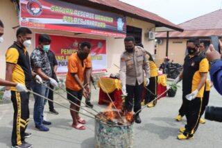 Polres Jayapura Musnahkan Ganja Seberat 1 Kg