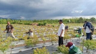 Panen Cabai, Wabup Jayapura: Semoga Ini Menjadi Contoh Bagi Petani