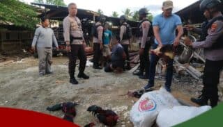 Polisi Grebek Judi Sabung Ayam di Kota Timur, 3 Pelaku Diamankan