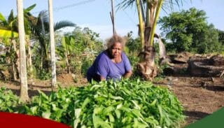 Kelompok Tani Otauw Mokho Kampung Sereh Siapkan Sayuran Segar Dukung KAMAN-VI