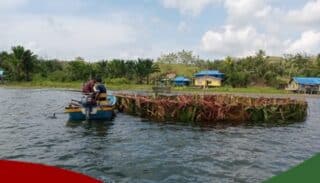 Kembalikan Populasi Ikan Gabus, DKP Kabupaten Jayapura Ujicoba Sarang Buatan