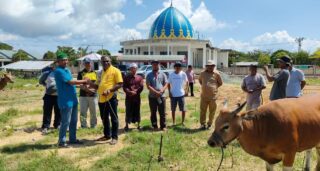 Hari Raya Kurban, Abisai Rollo Sumbang 17 Ekor Sapi di Sejumlah Masjid di Kota Jayapura