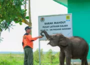 PLN Ikut Aktif Lestarikan Gajah Sumatra, Sediakan Kendaraan Patroli Hewan