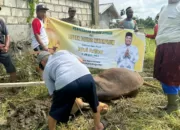 Warga Perbatasan Papua Terima Hewan Kurban dari Paulus Waterpauw