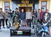 Kerjasama TNI-Polri Ungkap Kasus Ganda, Curanmor dan Narkoba di Perbatasan