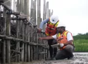 Estuary Structure Upaya Freeport Menanam Kembali Mangrove di Pesisir Mimika