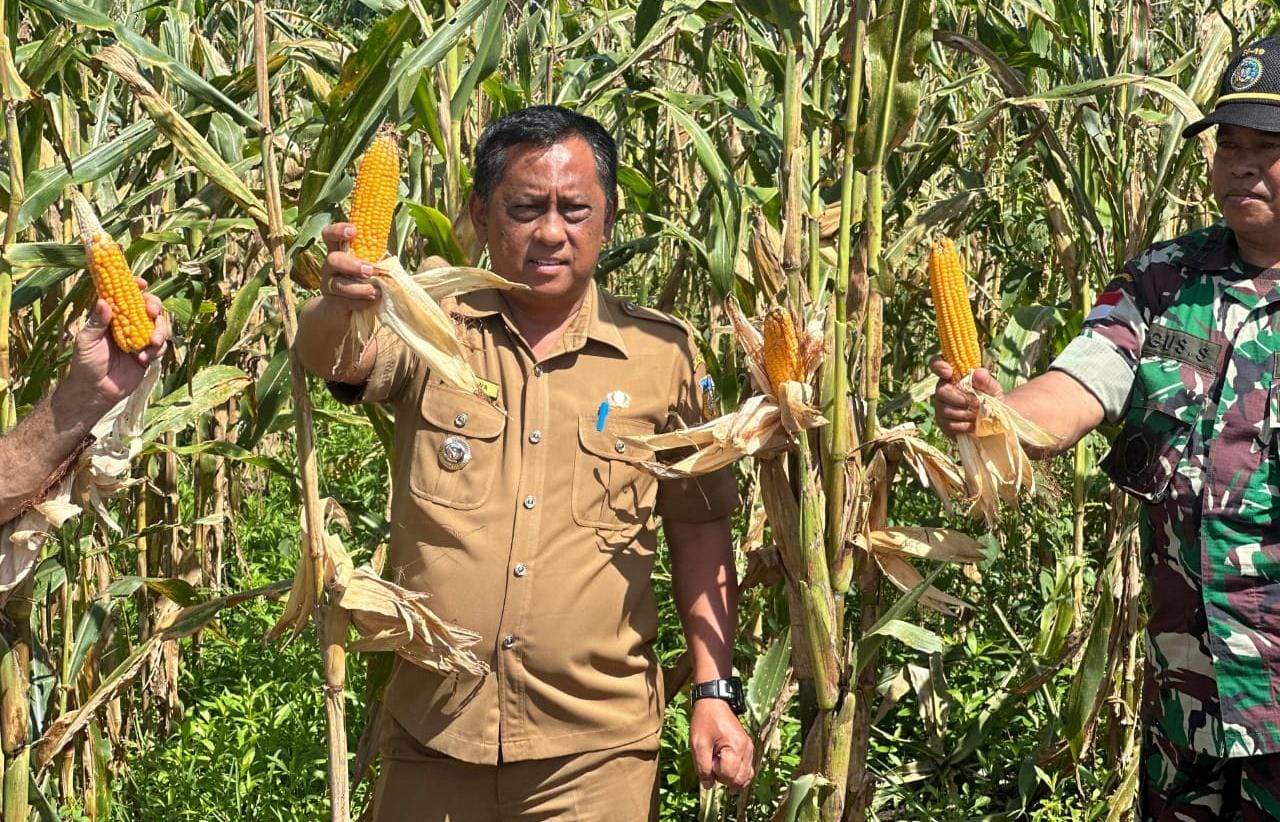 PJ Bupati Jayapura Panen dan Tanam Jagung Bersama Kelompok Tani Yomklumde di Distrik Nimboran