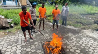 Polresta Jayapura Musnahkan 3,4 Kilogram Ganja dan Sabu