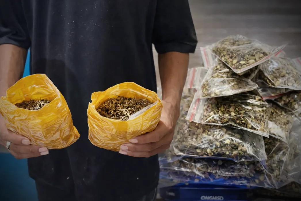 Sehari 2 Kasus, Polisi Sita Ratusan Gram Ganja Dari Salah Satu Jasa Ekspedisi di Abepura dan Bekuk 2 Tersangka