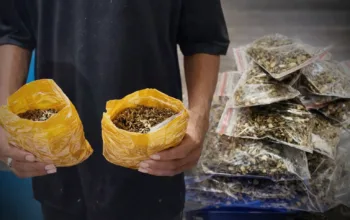 Sehari 2 Kasus, Polisi Sita Ratusan Gram Ganja Dari Salah Satu Jasa Ekspedisi di Abepura dan Bekuk 2 Tersangka