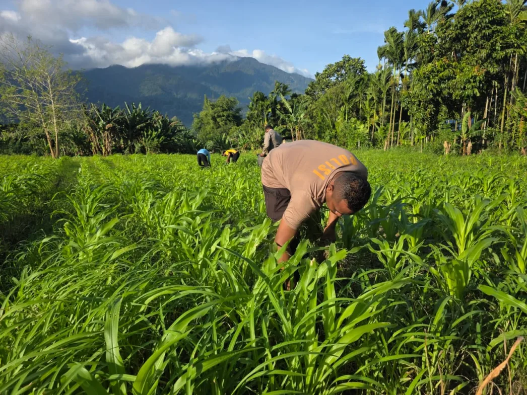 Polres Jayapura Pupuk Tanaman Jagung di Lahan 1 Hektare Untuk Dukung Ketahanan Pangan Nasional