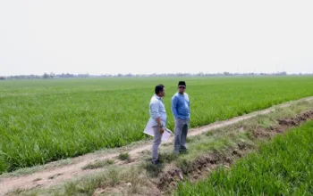 Menteri ATR Tinjau Lahan Sawah Indramayu: Dipastikan Bukan Kawasan Pangan Berkelanjutan Sebelum Jadi Kawasan Industri