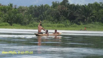 Pohon Sagu di Sentani Terancam Punah, Tokoh Adat: Sagu Adalah Kehidupan
