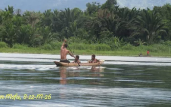 Pohon Sagu di Sentani Terancam Punah, Tokoh Adat: Sagu Adalah Kehidupan