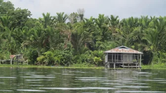 Pemandangan di Tepi Danau Sentani Jadi Pengingat Pentingnya Jaga Tanah, Hutan Dan Dusun Sagu Hadapi Krisis Pangan