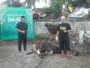 Masjid Babul Jannah Sentani Sembelih 9 Sapi Kurban, 1 Bantuan Bupati Jayapura