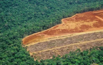 Penurunan Deforestasi di Brasil, Keberhasilan Kebijakan Lingkungan Lula da Silva