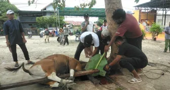 Penyembelihan Sapi Kurban di Masjid Darul Ulum Berjalan Lancar