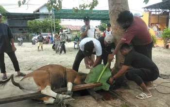 Penyembelihan Sapi Kurban di Masjid Darul Ulum Berjalan Lancar