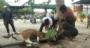 Penyembelihan Sapi Kurban di Masjid Darul Ulum Berjalan Lancar