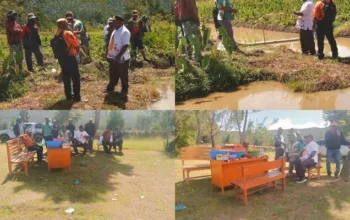 Kadis Perikanan Jayawijaya Tinjau Budidaya Ikan Mujair Siap Panen Raya di Walelagama